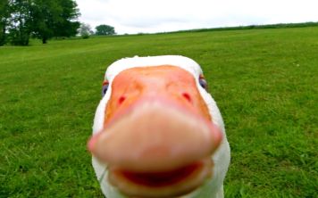 Новость недели- анонсирован симулятор гуся