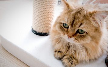 Проверить наличие аллергии теперь быстрее, чем приготовить кофе