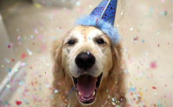 Flexy Paw — держатель лакомств для селфи с питомцами