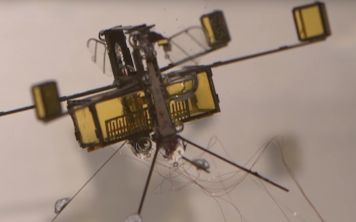 Робопчелы научились летать