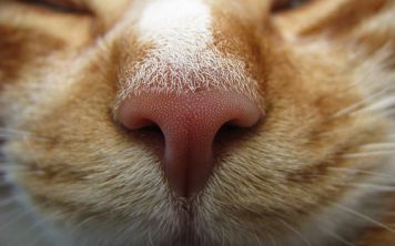 Российские учёные создали "электронный нос"