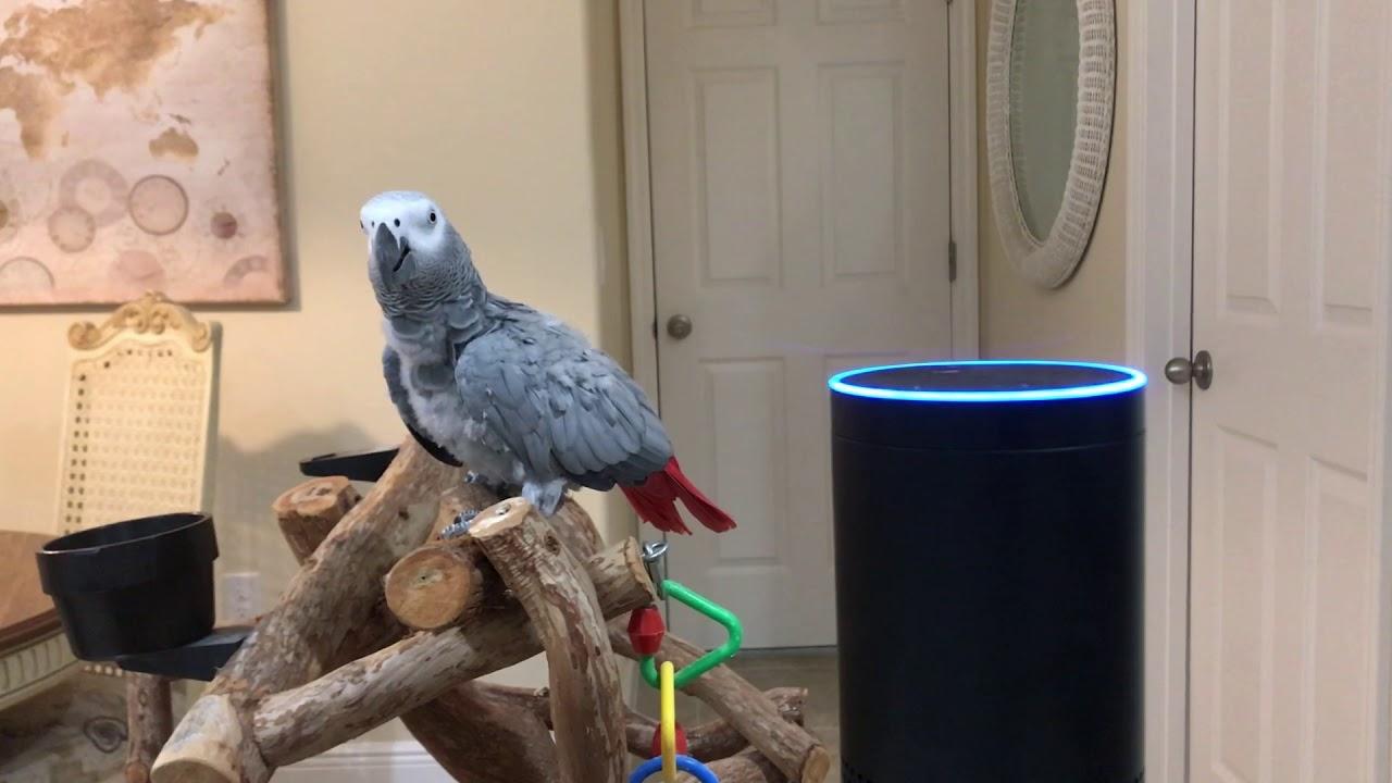 Видео: Попугай управляет Amazon Alexa