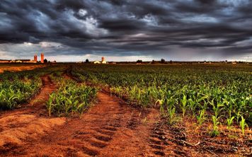 Выращено роботами